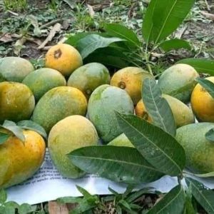 গোপালভোগ আম - 12 KG